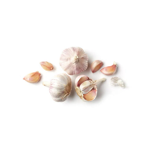 Garlic