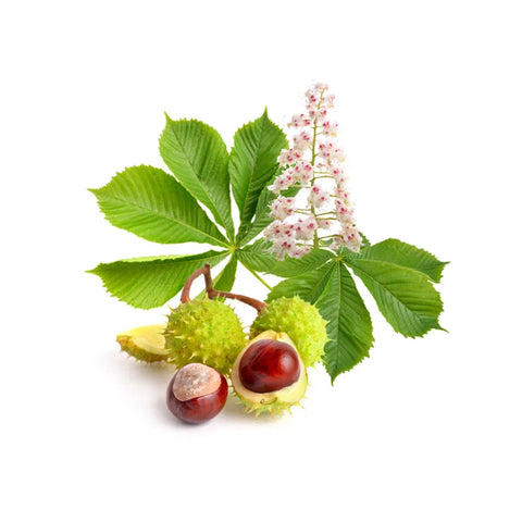 Horse chestnut