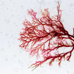 Collagen