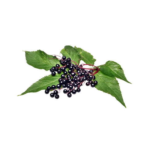 Elderberry