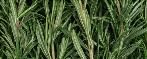 Rosemary